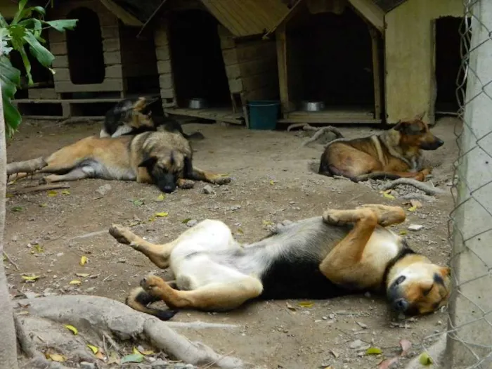 Cachorro raça SRD idade 7 a 11 meses nome Mickey