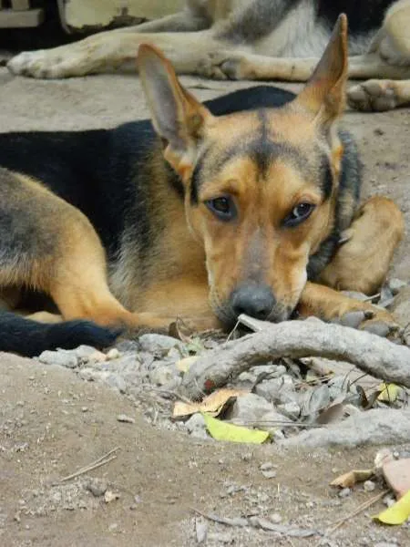 Cachorro raça SRD idade 7 a 11 meses nome Mickey