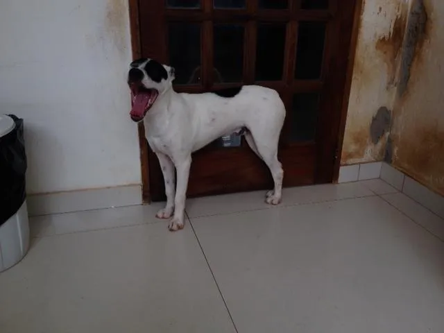 Cachorro ra a vira lata idade 1 ano nome Chico