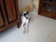 Chico