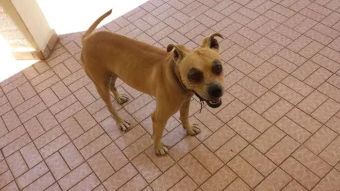 Cachorro ra a mestiço de pitbull idade  nome não tem nome