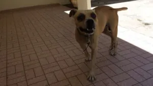 Cachorro raça mestiço de pitbull idade  nome não tem nome