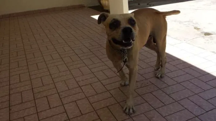 Cachorro ra a mestiço de pitbull idade  nome não tem nome