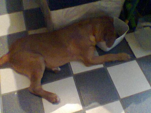 Cachorro ra a Vira Lata idade 2 a 6 meses nome Mila