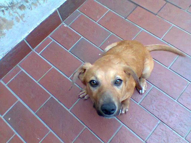 Cachorro ra a Vira Lata idade 2 a 6 meses nome Mila