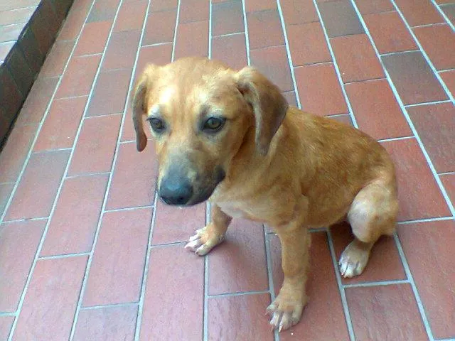 Cachorro ra a Vira Lata idade 2 a 6 meses nome Mila