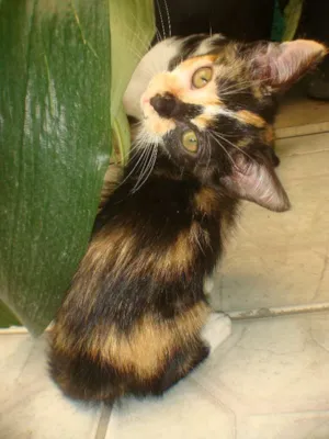 Gato raça SRD idade 2 a 6 meses nome Peludinha