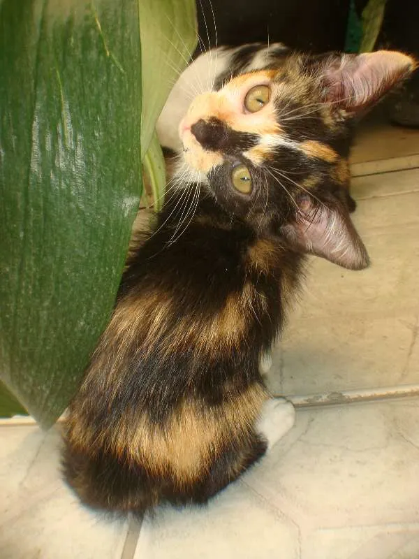 Gato ra a SRD idade 2 a 6 meses nome Peludinha