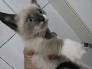 Gato raça SRD idade 2 a 6 meses nome Star /Tchuca / Maio