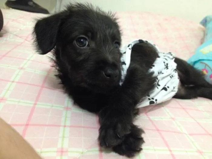 Cachorro ra a SRD idade Abaixo de 2 meses nome FILHOTE COM 40 DIAS