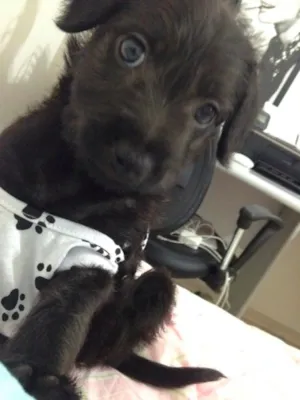 Cachorro raça SRD idade Abaixo de 2 meses nome FILHOTE COM 40 DIAS