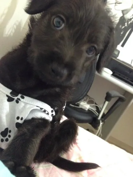 Cachorro ra a SRD idade Abaixo de 2 meses nome FILHOTE COM 40 DIAS