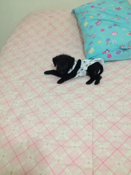 Cachorro ra a SRD idade Abaixo de 2 meses nome FILHOTE COM 40 DIAS