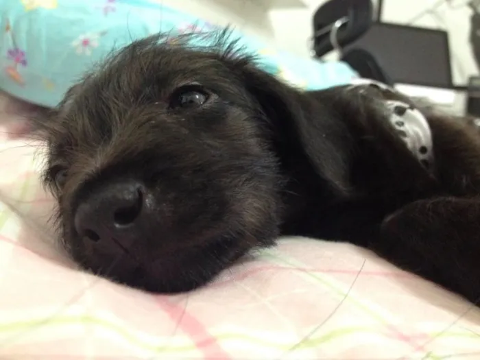 Cachorro ra a SRD idade Abaixo de 2 meses nome FILHOTE COM 40 DIAS