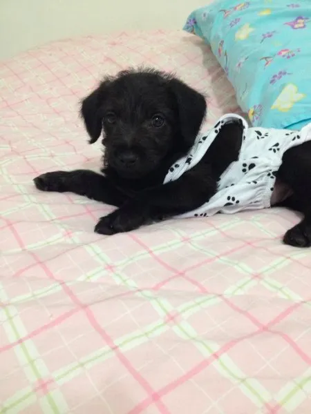 Cachorro ra a SRD idade Abaixo de 2 meses nome FILHOTE COM 40 DIAS