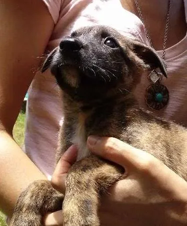 Cachorro ra a sem raça idade Abaixo de 2 meses nome Tigrão