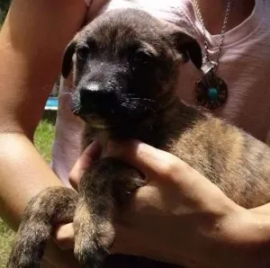 Cachorro raça sem raça idade Abaixo de 2 meses nome Tigrão