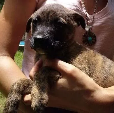 Cachorro ra a sem raça idade Abaixo de 2 meses nome Tigrão