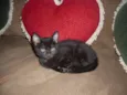 Perola