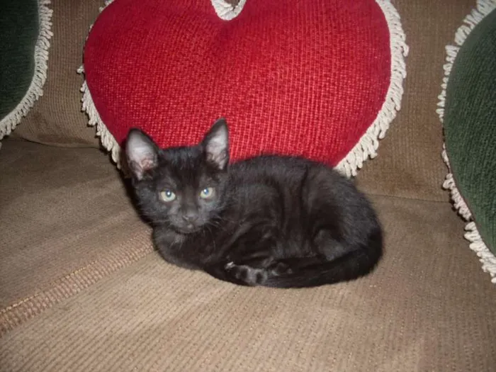 Gato ra a SRD idade 2 a 6 meses nome Perola