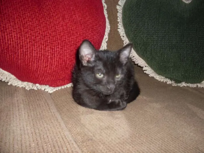 Gato ra a SRD idade 2 a 6 meses nome Perola