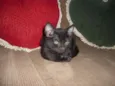 Perola