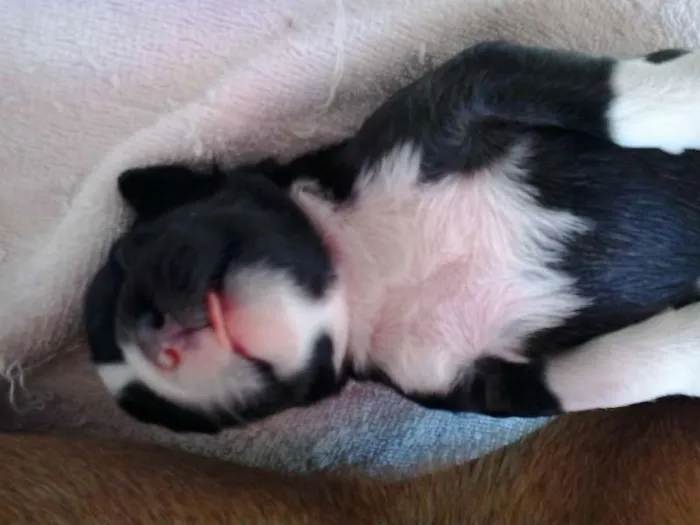 Cachorro ra a Viralata idade Abaixo de 2 meses nome Isabela e Manu