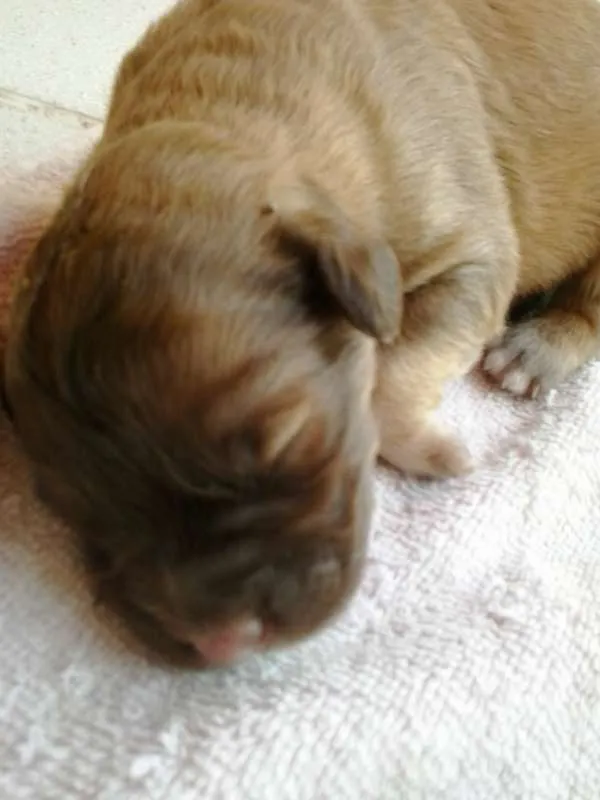 Cachorro ra a Viralata idade Abaixo de 2 meses nome Isabela e Manu