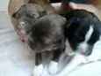 Isabela e Manu