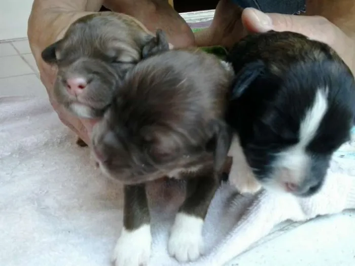 Cachorro ra a Viralata idade Abaixo de 2 meses nome Isabela e Manu