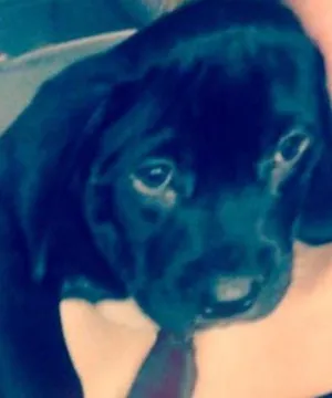 Cachorro raça vira-lata idade 2 a 6 meses nome Tequila