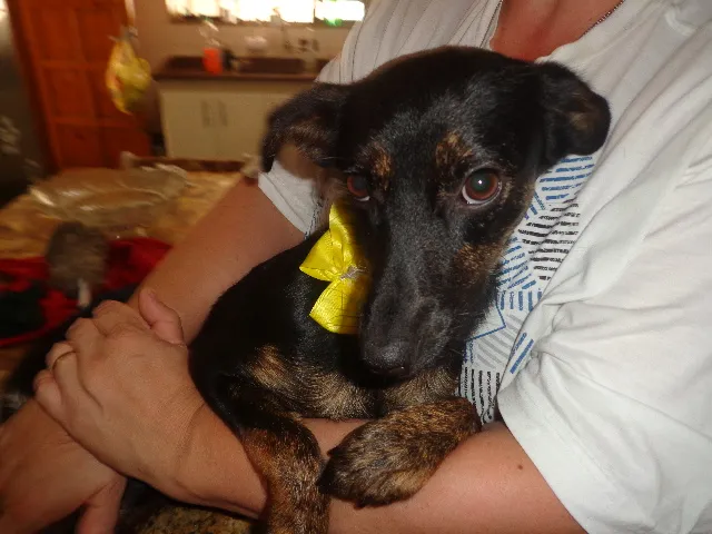 Cachorro raça SRD idade 7 a 11 meses nome Docinho