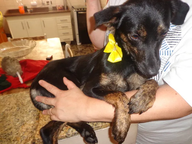 Cachorro raça SRD idade 7 a 11 meses nome Docinho