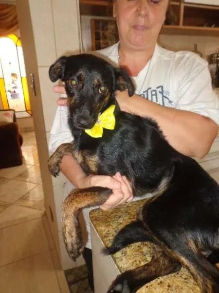 Cachorro raça SRD idade 7 a 11 meses nome Docinho