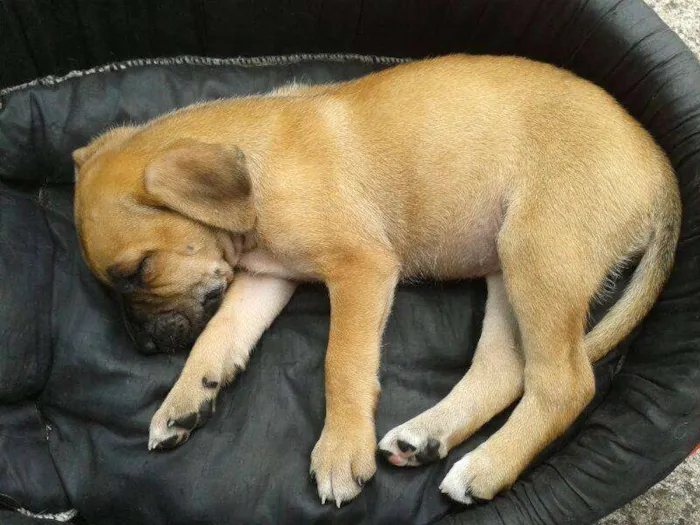 Cachorro ra a SRD idade Abaixo de 2 meses nome FILHOTE FÊMEA ADOÇÃ