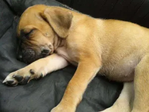 Cachorro raça SRD idade Abaixo de 2 meses nome FILHOTE FÊMEA ADOÇÃ