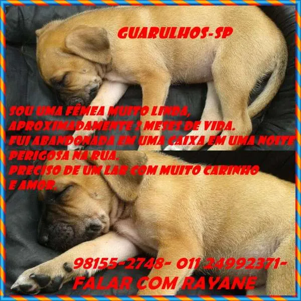 Cachorro ra a SRD idade Abaixo de 2 meses nome FILHOTE FÊMEA ADOÇÃ