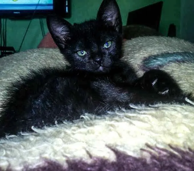 Gato ra a SRD idade 2 a 6 meses nome Perola