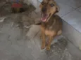 Belinha