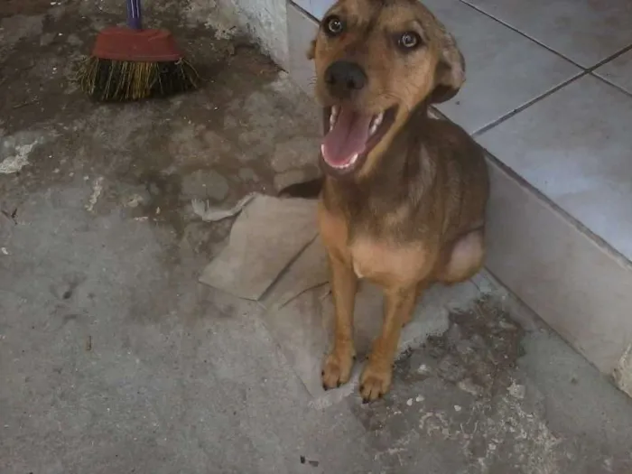 Cachorro ra a Mistura de Pinscher idade 1 ano nome Belinha