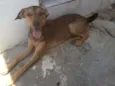 Belinha