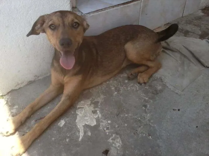 Cachorro ra a Mistura de Pinscher idade 1 ano nome Belinha