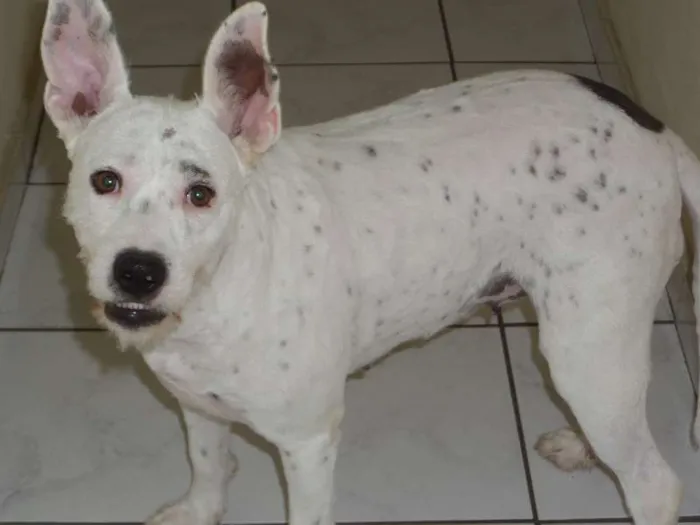 Cachorro ra a srd idade 2 anos nome Dara