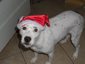 Cachorro raça srd idade 2 anos nome Dara