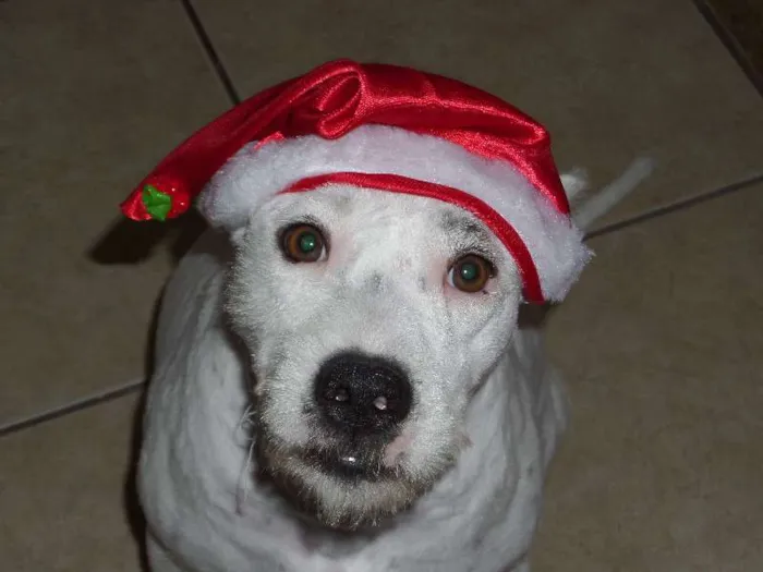 Cachorro ra a srd idade 2 anos nome Dara