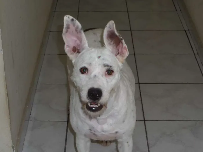 Cachorro ra a srd idade 2 anos nome Dara