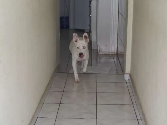 Cachorro ra a srd idade 2 anos nome Dara