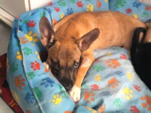 Cachorro raça Mestiça idade 2 a 6 meses nome Safira