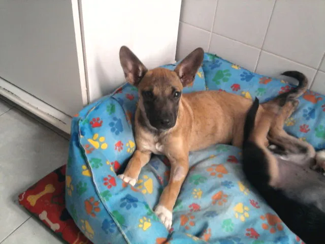Cachorro ra a Mestiça idade 2 a 6 meses nome Safira