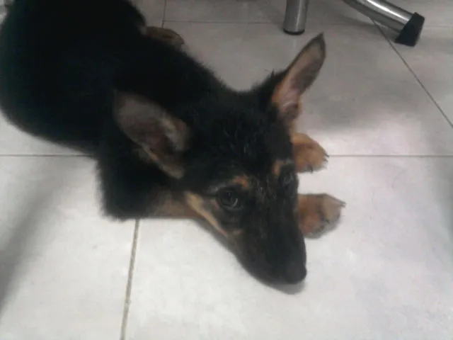 Cachorro ra a Mestiça Pastor idade 2 a 6 meses nome Cindy